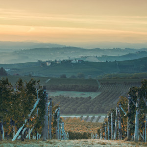 langhe colline