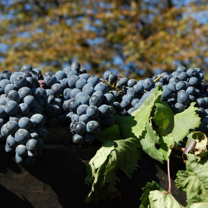 grappoli durante la vendemmia