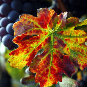 nebbiolo foglia di vite