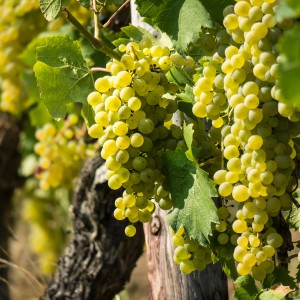 wine-3646190_1920