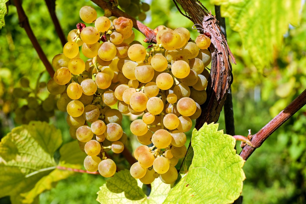 grapes-2715711_1920