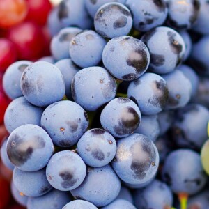 grapes-4495944_1920