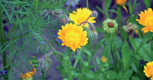 fiori