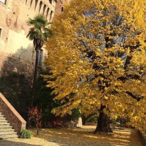 albero