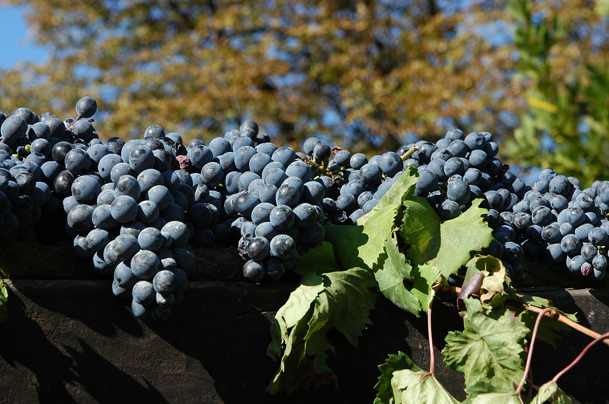 grappoli durante la vendemmia