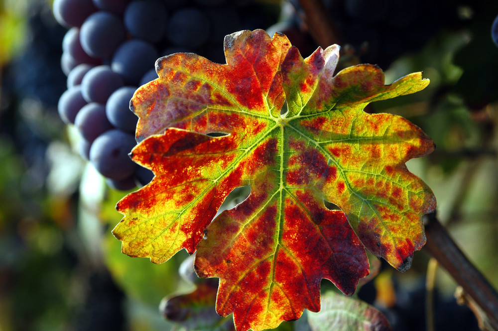 nebbiolo foglia di vite